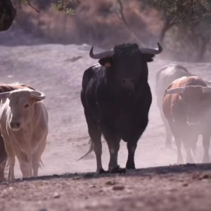 Visita a la ganadería de Julio de la Puerta