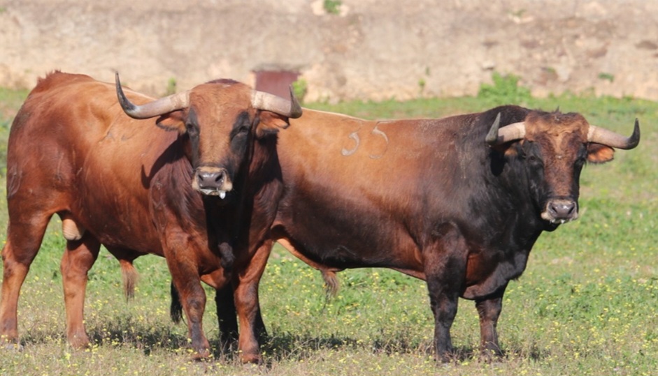 Nueva dirección del histórico hierro de Cuadri: un emblema del campo bravo que sigue dando pasos de futuro