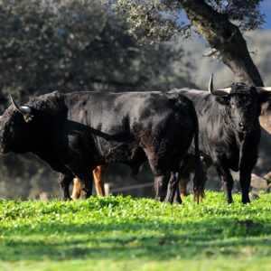 Visita a la ganaderia de Hermanos Sampedro Dehesa La Cepera