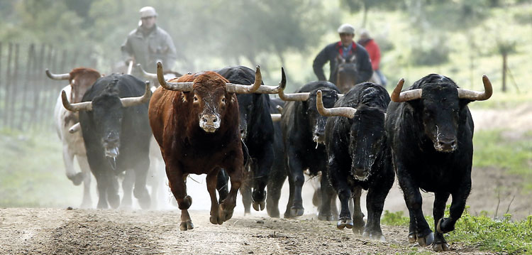 Ganaderia de D. Salvador Domecq – Toros de El Torero