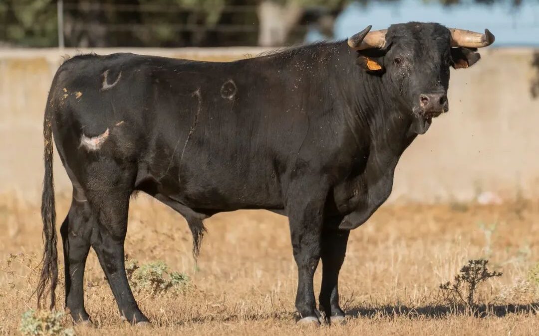 El toro de Murube