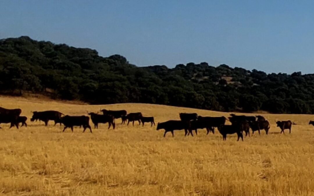 Visita a ganaderia de toros bravos en Córdoba