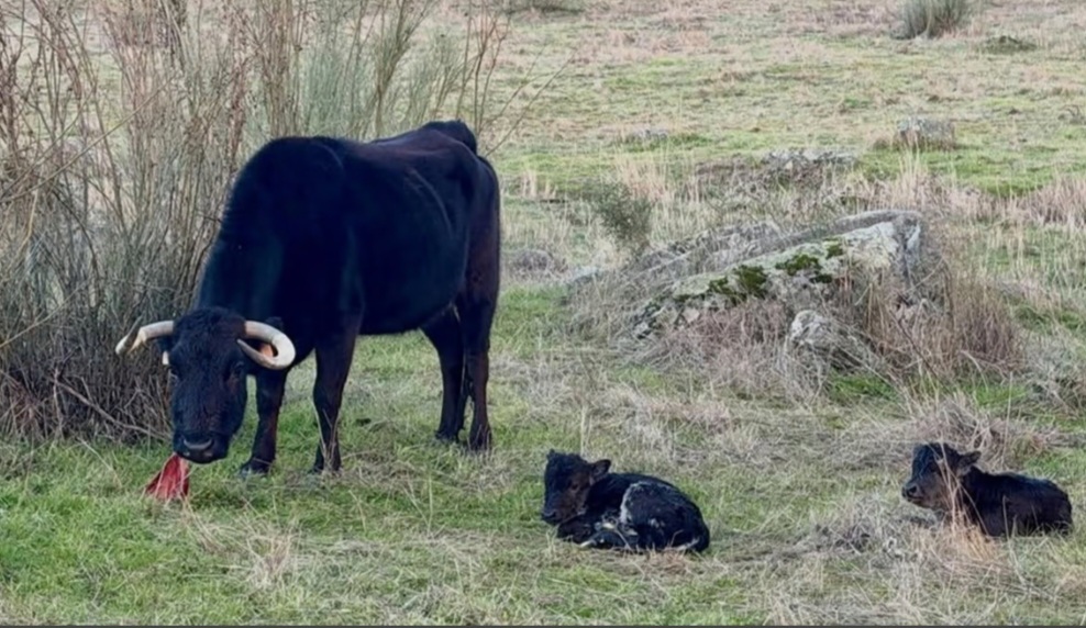 Nacen dos becerros bravos mellizos