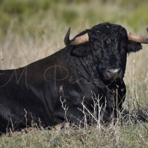 Visita a ganaderia de toros bravos con almujerzo y exhibicion de tentadero 26 abril 2026