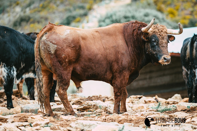 Toros de la ganaderia Montes de Oca para La Carrasca