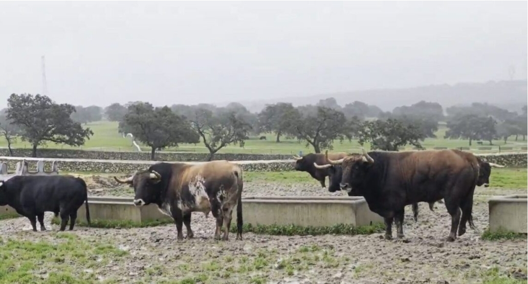 La complicada situacion del campo bravo despues del temporal