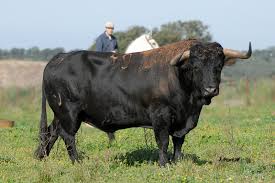 El Guardián de la Dehesa: Vive la Experiencia de conocer el mundo del Toro Bravo