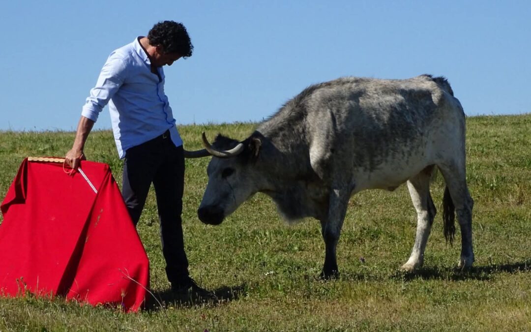 Retienta de vacas campo abierto