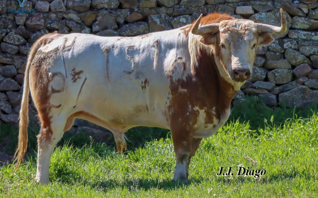 Impresionante toro de Alcurrucen para la Feria de Sevilla