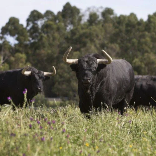 toros de juan pedro