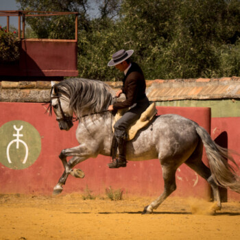 Reportaje Ganadería Ramón Sánchez