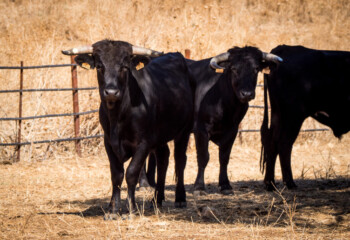 Reportaje Ganadería Ramón Sánchez