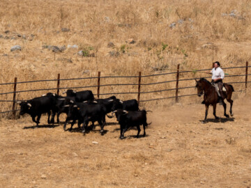 Reportaje Ganadería Ramón Sánchez